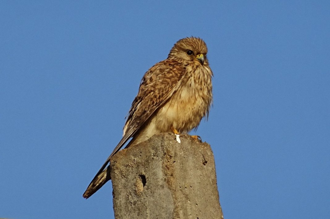 Vânturelul roșu (Falco tinnunculus), pasăre de pradă care apare în Romania Vânturelul roșu (Falco tinnunculus), pasăre de pradă care apare în Romania