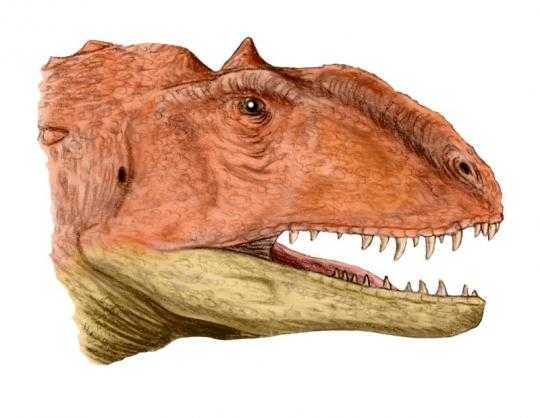Majungatholus