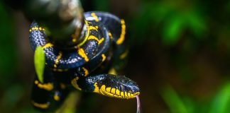 Șarpele de mangrove (Boiga dendrophila), o specie veninoasă