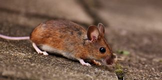 Șoarecele cu picioare albe (Peromyscus leucopus), vezi unde trăiește