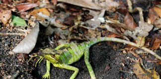 Șopârla cu cap conic (Laemanctus longipes), are coada lungă și subție