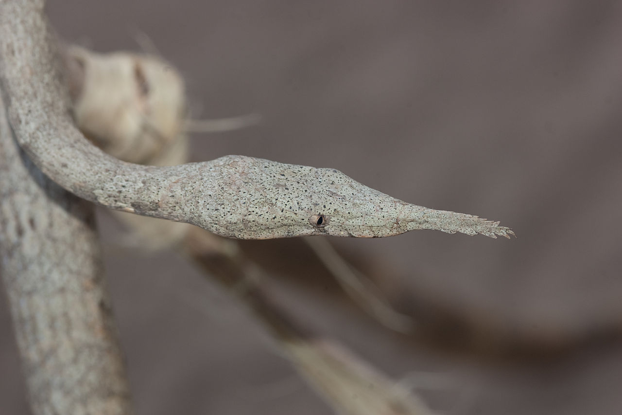 Șarpele cu nasul-frunză din Madagascar (Langaha madagascariensis), o specie endemică din Insula Madagascar