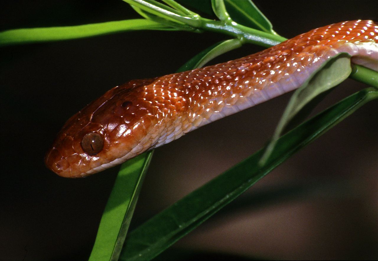 Șarpele-tigru african (Telescopus semiannulatus), o specie comună în Africa