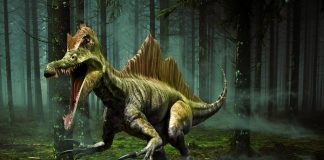 Află cele mai interesante curiozități despre dinozauri