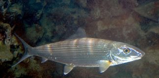 Albula vulpes preferă apele puțin adânci