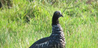 Anhima cu corn (Anhima cornuta), o pasăre acvatică ce aparține familiei Anhimidae