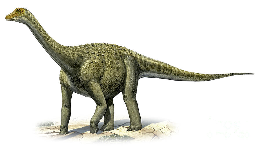 Antarctosaurus, Foto: carnivoraforum.com