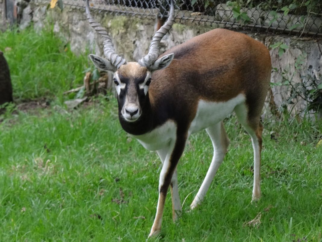 Antilopa cu coarne spiralate (Antilope cervicapra), un mamifer copitat în turme mari Antilopa cu coarne spiralate (Antilope cervicapra), un mamifer copitat în turme mari