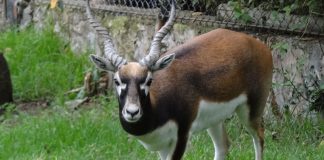 Antilopa cu coarne spiralate (Antilope cervicapra), un mamifer copitat în turme mari