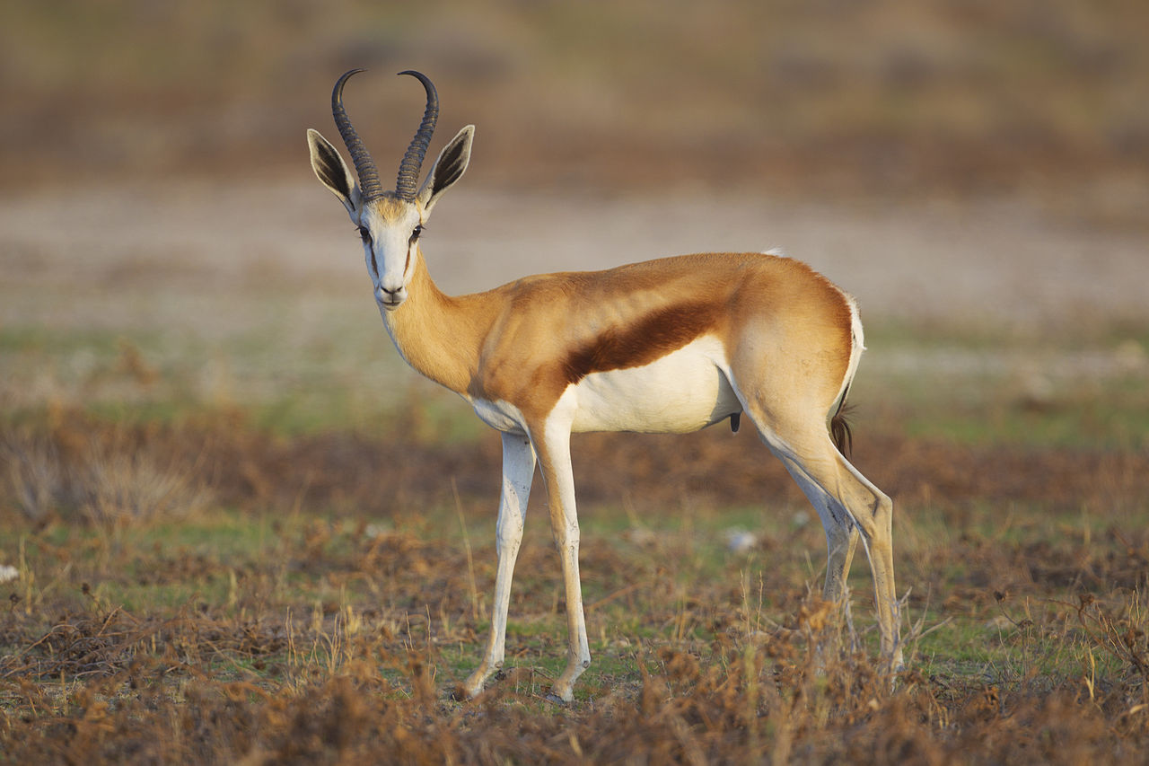 Antilopa săritoare (Antidorcas marsupialis), simbolul național al Africii de Sud