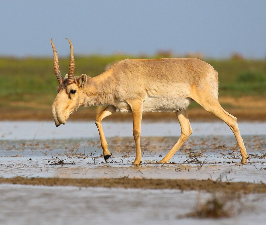 Antilopa saiga (Saiga tatarica), un mamifer greoi și îndesat Antilopa saiga (Saiga tatarica), un mamifer greoi și îndesat