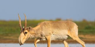 Antilopa saiga (Saiga tatarica), un mamifer greoi și îndesat