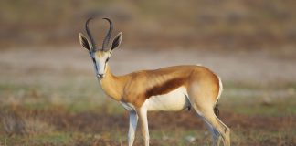 Antilopa săritoare (Antidorcas marsupialis), simbolul național al Africii de Sud