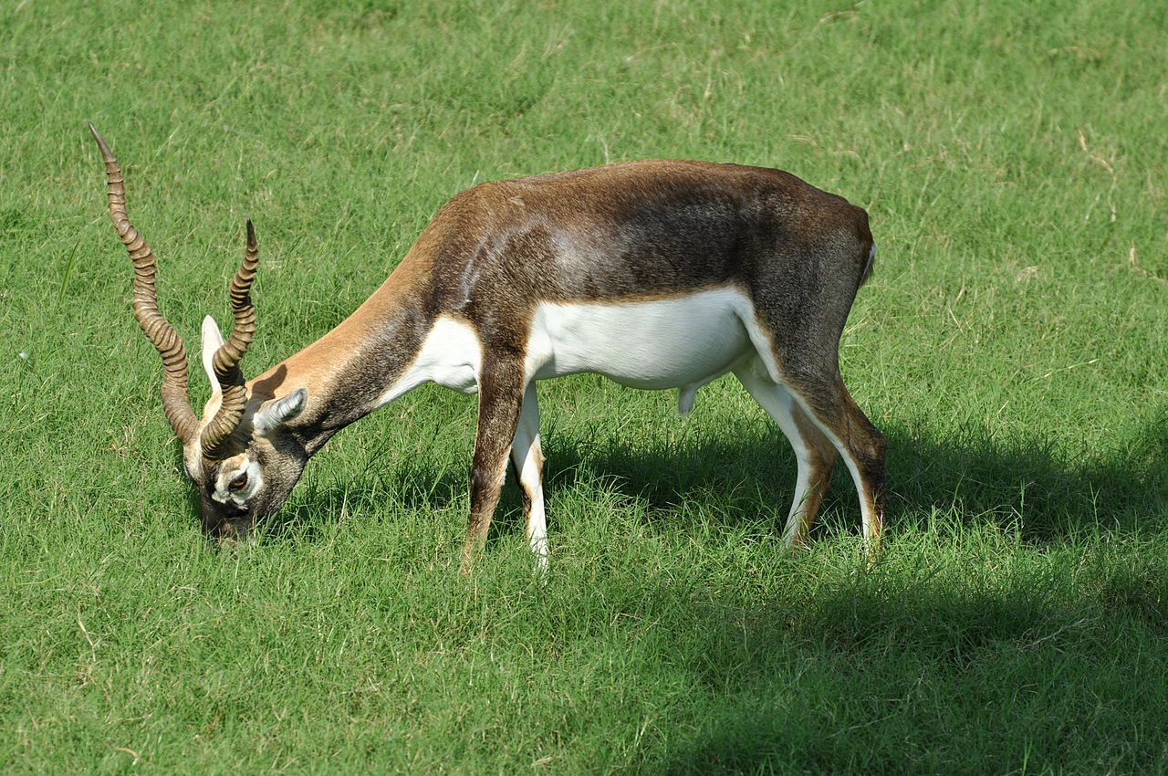 Antilope cervicapra