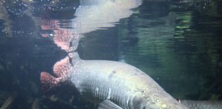 Arapaima (Arapaima gigans) – Cel mai mare pește de apă dulce din lume