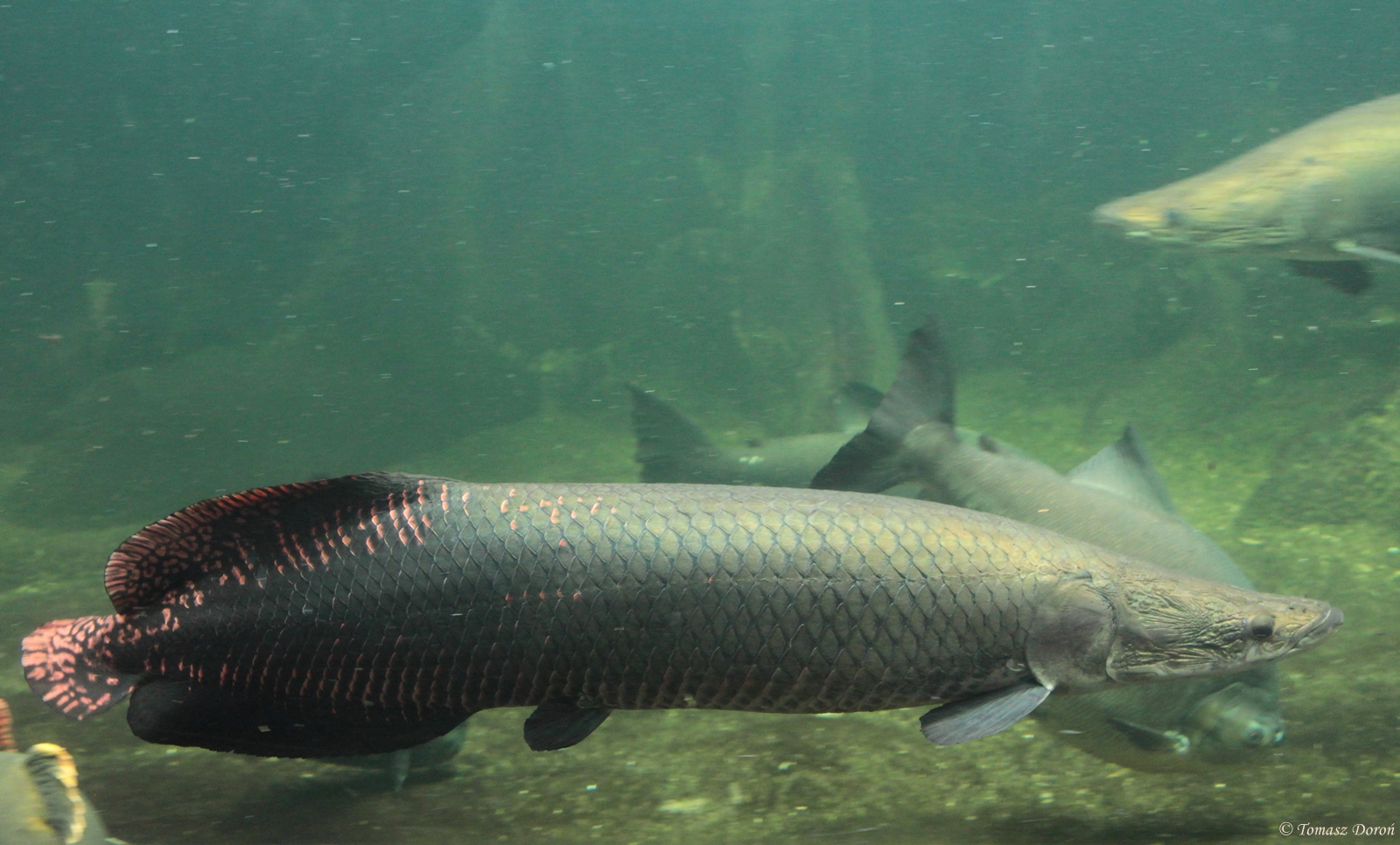 Arapaima (Arapaima gigans) – Cel mai mare pește de apă dulce din lume
