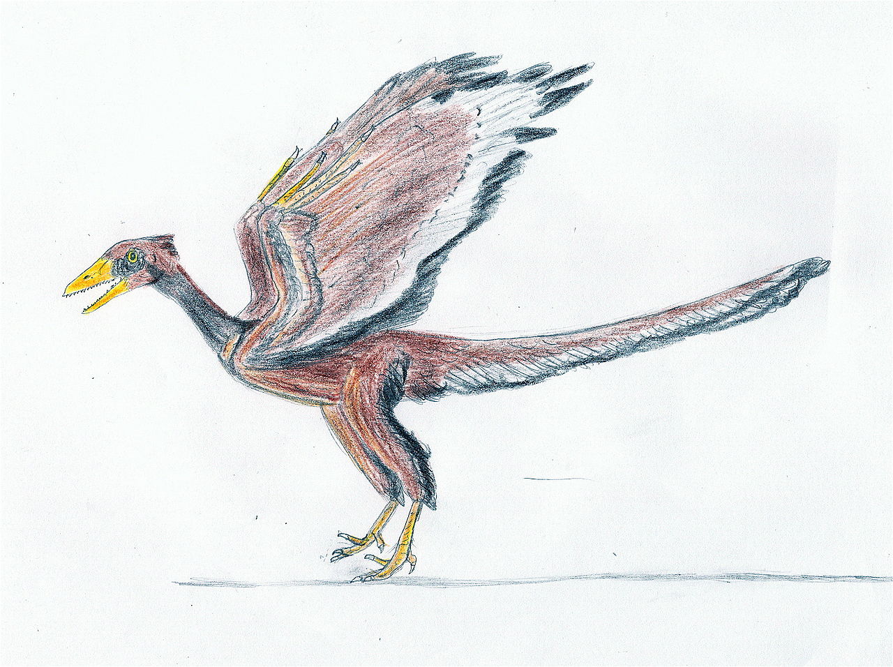 Archaeopteryx