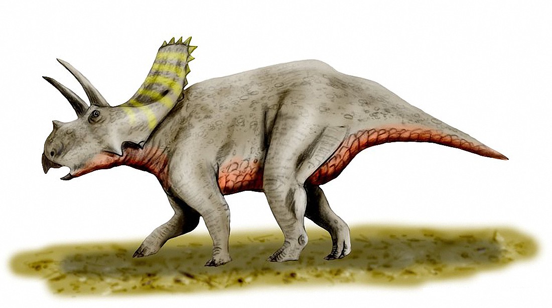 Arrhinoceratops, Foto: dinosaurier-info.de