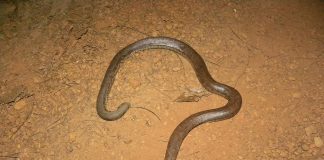 Boa de cauciuc (Charina bottae), vezi de unde și-a primit numele