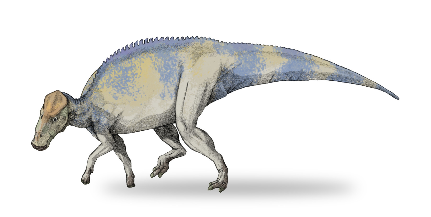 Brachylophosaurus, Foto: officeboots.net Brachylophosaurus, Foto: officeboots.net