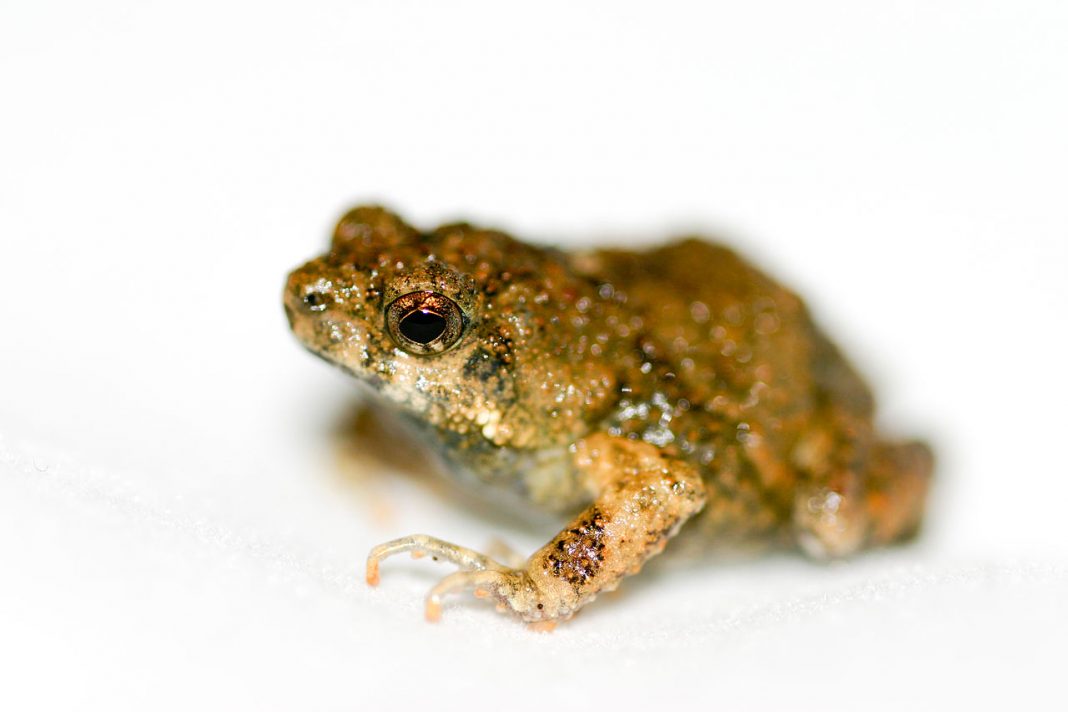 Broasca Tungara (Physalaemus pustulosus), masculul și femela percep sunetele diferit Broasca Tungara (Physalaemus pustulosus), masculul și femela percep sunetele diferit