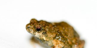 Broasca Tungara (Physalaemus pustulosus), masculul și femela percep sunetele diferit