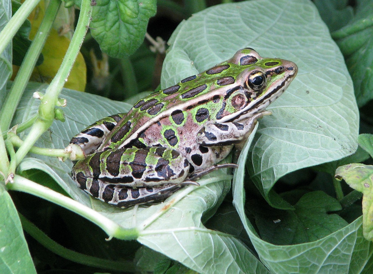 Broasca-leopard (Rana pipiens), populează zonele mlăștinoase