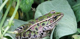 Broasca-leopard (Rana pipiens), populează zonele mlăștinoase