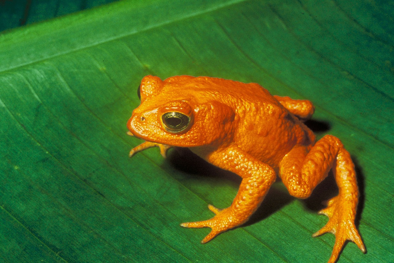 Broasca râioasă aurie (Bufo periglenes) din Costa Rica, un amfibian portocaliu