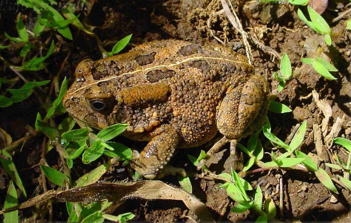 Broasca râioasă răgușită (Bufo gutturalis) are habitatul preponderent terestru