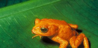 Broasca râioasă aurie (Bufo periglenes) din Costa Rica, un amfibian portocaliu