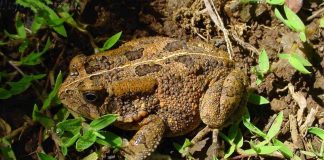Broasca râioasă răgușită (Bufo gutturalis) are habitatul preponderent terestru