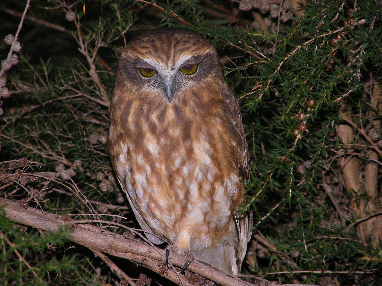 Bufnița Boobook (Ninox novaeseelandiae) din Australia, o pasăre de noapte mică