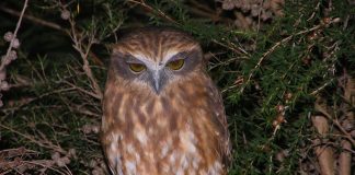 Bufnița Boobook (Ninox novaeseelandiae) din Australia, o pasăre de noapte mică