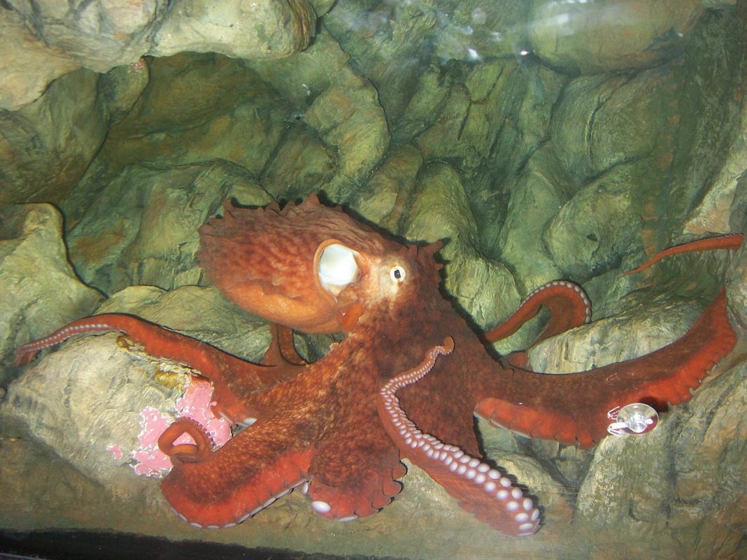 Caracatița gigant de Pacific (Enterodactopus dofleini), cea mai mare specie de caracatițe