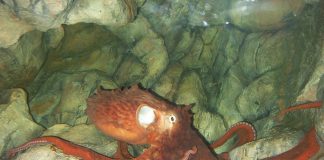 Caracatița gigant de Pacific (Enterodactopus dofleini), cea mai mare specie de caracatițe