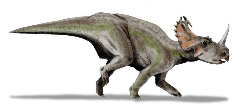 Centrosaurus, Foto laexuberanciadehades.wordpress.com