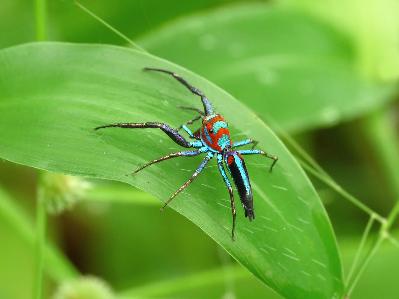 Chrysilla species