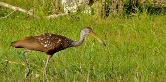 Cocorul carstei (Aramus guarauna), o pasăre răspândită în toată lumea