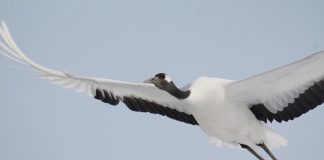 Cocorul japonez (Grus japonensis), cel mai mare din Asia de Est