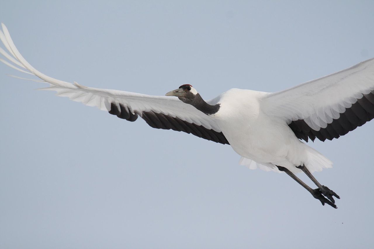 Cocorul japonez (Grus japonensis), cel mai mare din Asia de Est