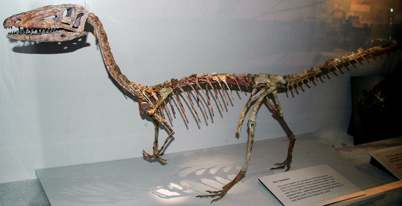 Coelophysis