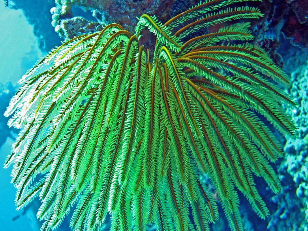 Crinii de mare aparțin clasei echinodermelor sunt prezenți în toate oceanele Crinii de mare aparțin clasei echinodermelor sunt prezenți în toate oceanele