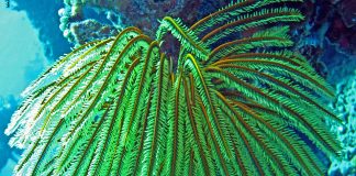 Crinii de mare aparțin clasei echinodermelor sunt prezenți în toate oceanele