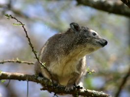 Damanul de copac (Dendrohyrax arboreus), un mamifer nocturn
