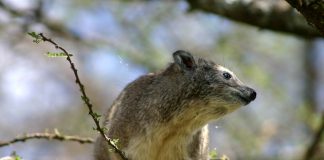 Damanul de copac (Dendrohyrax arboreus), un mamifer nocturn
