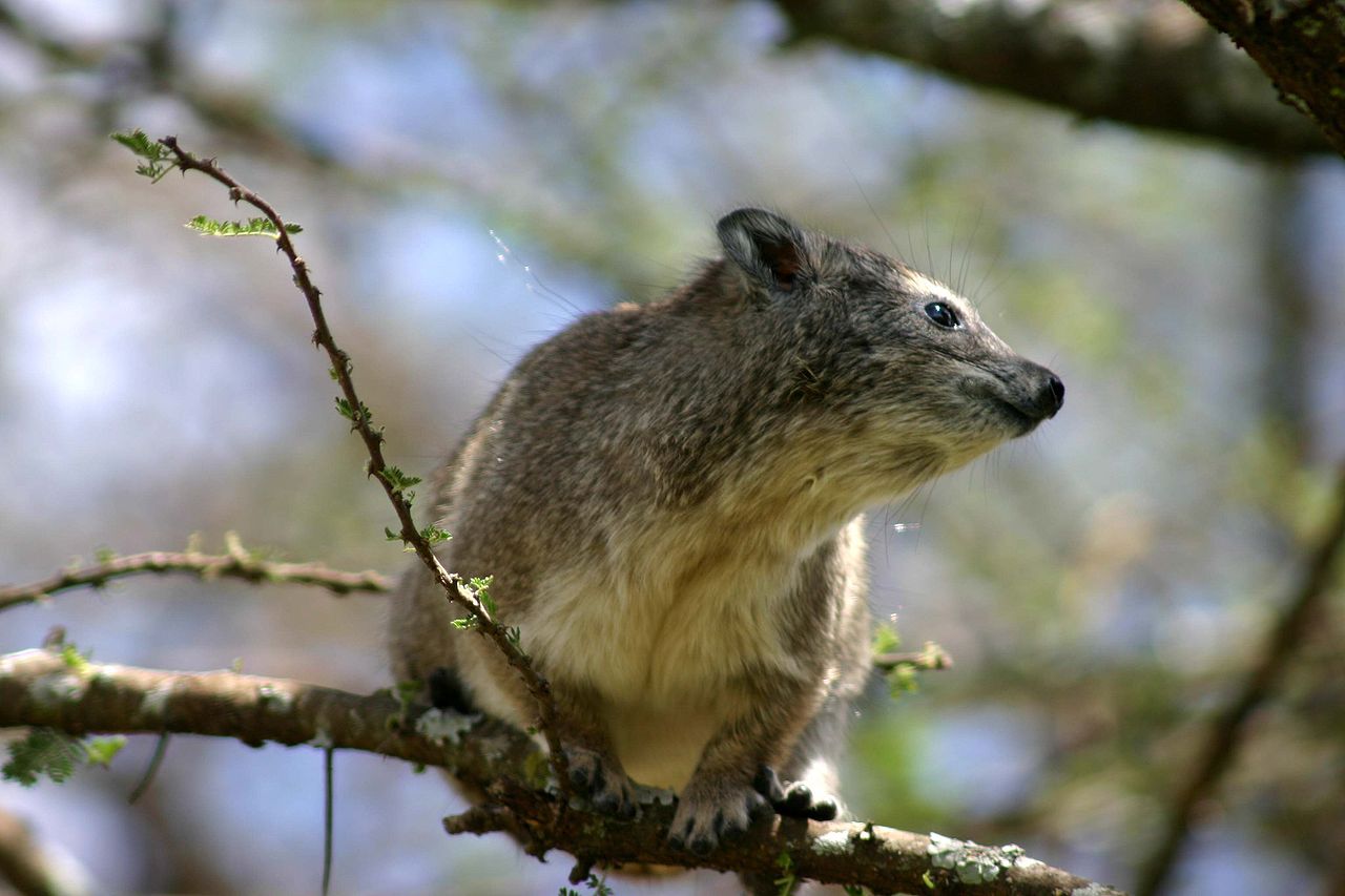 Damanul de copac (Dendrohyrax arboreus), un mamifer nocturn