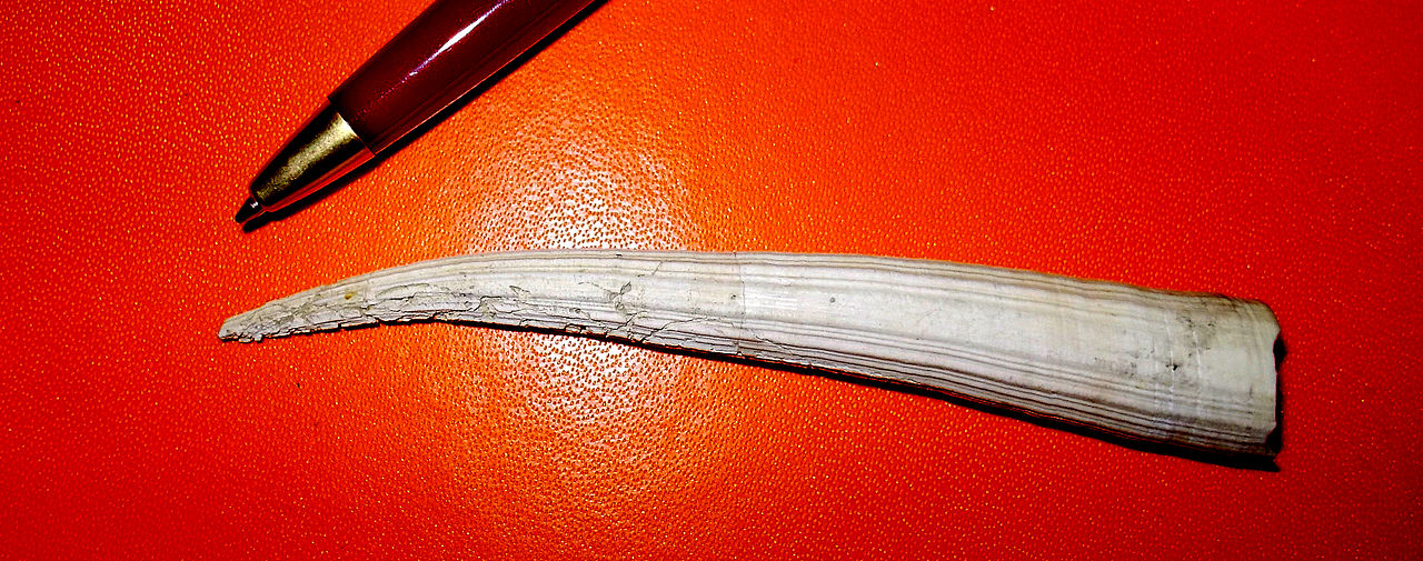 Dentalium elephantinum