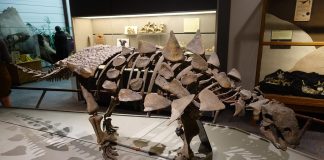 Dinozaurul Gastonia, un ankylozaur descoperit în Utah