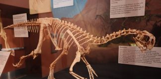 Dinozaurul Ingenia trăia în zonele deșertice